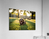 Brown Dachshund Puppy Waking Up In Sunny Garden Acrylic Print