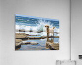 Golden Retriever Puppy Discovers Tide Pools Acrylic Print