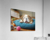 Sleepy Bulldog Puppy Yawns On Blue Cushion Acrylic Print