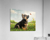 German Shepherd Puppy Discovers Butterfly In Meadow Acrylic Print