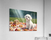 Patient Bichon Frise Waits For Picnic Treats Acrylic Print