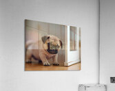 Pug Puppy Discovers The Pet Door Acrylic Print