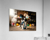 Border Collie Puppy Enjoys Playing With New Rope Toy Acrylic Print