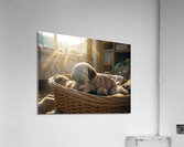 Pug Puppy Dreams In Warm Sunlight Acrylic Print