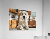 Golden Retriever Puppys Kitchen Discovery Impression acrylique