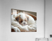 Peaceful Shih Tzu Puppy Sleeps In Cream Towels Acrylic Print
