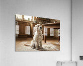 Hopeful Puppy After Kitchen Adventure Ends Acrylic Print