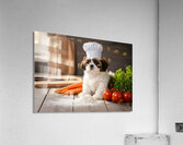 Shih Tzu Puppy Chef Ready To Cook Impression acrylique