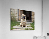 Tan and black Pug puppy with a wrinkled face sits proudly on a stone patio Acrylic Print