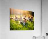 Pembroke Welsh Corgi Puppy Ready To Play With Siblings Acrylic Print