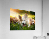 Tired Pembroke Welsh Corgi Puppy Resting After Playing With Siblings Impression acrylique