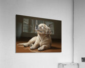 Golden Retriever Puppy Fast Asleep Sitting Upright Acrylic Print