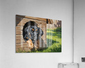 Curious Cane Corso Puppy Peeks From Doghouse Acrylic Print