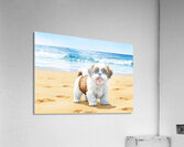 Shih Tzu Puppys First Beach Adventure With Cool Sunglasses Acrylic Print