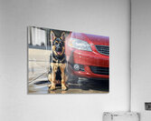 Clean German Shepherd Puppy After Successful Car Wash Acrylic Print