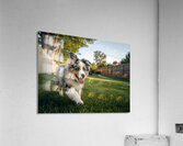 Australian Shepherd Puppy Gets The Zoomies In Backyard Impression acrylique