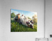 Happy Australian Shepherd Puppy Rolls On Grass Acrylic Print