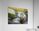 Australian Shepherd Puppy Emerges From Pond Water Impression acrylique