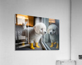 Poodle Puppy Discovers Rainy Day Adventure Acrylic Print