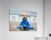 Shivering Labrador Puppy Wrapped In Beach Towel Acrylic Print