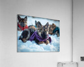 German Shepherd Puppy Rests After Winter Adventure Acrylic Print