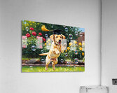 Celebrating Puppy Graduate Jumps For Joy Acrylic Print