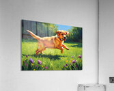 Happy Labrador Puppy Playing In Sunny Garden Acrylic Print