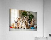 Shih Tzu Puppy Spots Delicious Treats Above Acrylic Print