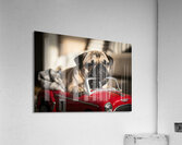 Sleepy Pug Puppy After Car Adventure Acrylic Print