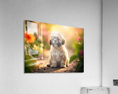 Shih Tzu Puppy Sits Proudly Wearing Flower Crown Impression acrylique