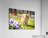 Pomeranian Puppy Masters Leash Walking Happily Acrylic Print