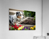 Australian Shepherd Puppy Discovers The Garden Bed Impression acrylique
