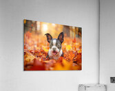 Boston Terrier Puppy Discovers Autumn Leaf Pile Impression acrylique