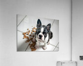 Guilty Boston Terrier Puppy After Making Mess Acrylic Print