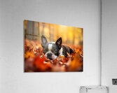 Sleepy Boston Terrier Puppy Rests In Autumn Leaves Acrylic Print