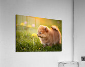 Pomeranian Puppy Discovers Yellow Dandelion In Meadow Acrylic Print