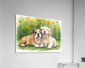 Bulldog Puppy Rests With New Best Friend Acrylic Print