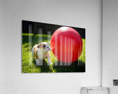 Bulldog Puppy Discovers Giant Red Ball Acrylic Print