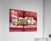 Dachshund Puppy Naps With New Friends Acrylic Print