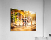 Bulldog Puppy Discovers Sandy Adventure Acrylic Print
