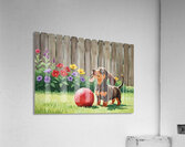 Dachshund Puppy Discovers Giant Red Ball Acrylic Print