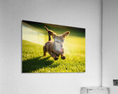 Happy Dachshund Puppy Celebrates Training Success Acrylic Print