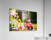 Dachshund Puppy Ready For Adventure In Red Toy Car Acrylic Print