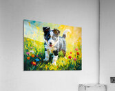 Border Collie Puppy Ready For Adventure Acrylic Print