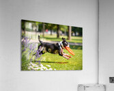 Proud Boston Terrier Puppy Lands With Caught Frisbee Acrylic Print