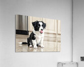 Border Collie Puppy Anticipates Delicious Treat Impression acrylique