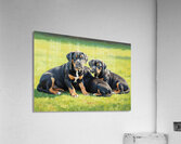 Content Cane Corso Puppy Rests After Big Adventure Acrylic Print