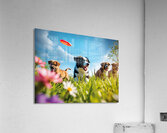 A black and white Border Collie puppy playing frisbee with his f Acrylic Print