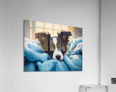 Border Collie Puppy Discovers Cozy Blanket Fort Acrylic Print