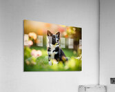 Border Collie Puppy Waiting In The Garden Acrylic Print